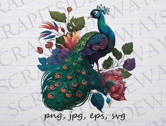 beautiful peacock clipart vector graphic svg png jpg eps pretty bird peacock feathers