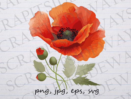 Red poppy clipart vector graphic svg png jpg eps sticker design t-shirt design flower florals botanicals Remembrance day