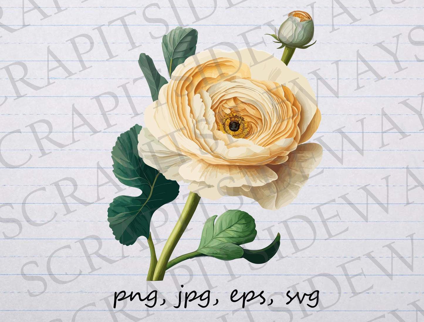 Peach ranunculus flower clipart vector graphic svg png jpg eps florals botanicals colorful t-shirt design sticker design